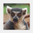 Pesquisar por lemurs imas Animais selvagens