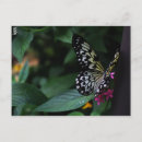 Pesquisar por borboleta cor de rosa cartoes postais Natureza