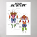 Pesquisar por diagrama anatomia pôsteres Diagrama de exercício