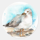 Pesquisar por gaivota de mar presentes embalagens Água