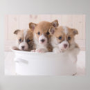 Pesquisar por cute corgi pôsteres Queen's dog