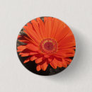 Pesquisar por gerberas botons Qualquer pessoa