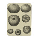 Pesquisar por dólar imas Litoral