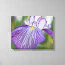 Pesquisar por flores coloridas impressão de canvas Íris