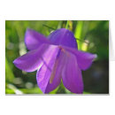 Pesquisar por wiese Blüte