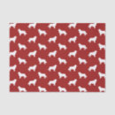 Pesquisar por border collie Cachorro