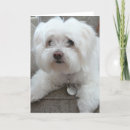 Pesquisar por maltese puppy cartoes Pet