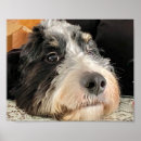 Pesquisar por peluche pôsteres Cão