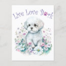 Pesquisar por maltês cartoes postais Amante de cachorro