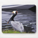 Pesquisar por posudo Natureza