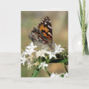 Pesquisar por pentas cartoes postais Borboleta