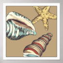 Pesquisar por shells pósteres pôsteres Concha