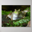Pesquisar por rã artes pôsteres Fotografia