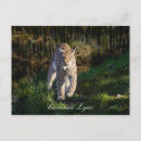 Pesquisar por gato lince cartoes postais Bobcat