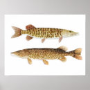 Pesquisar por muskie Peixes