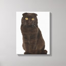 Pesquisar por dobra do scottish Felino