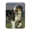 Pesquisar por de border collie imas Foto
