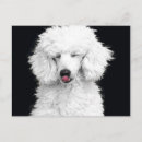 Pesquisar por silly cartoes postais Animal