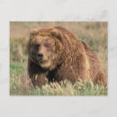 Pesquisar por urso marrom cartoes postais Natureza