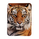 Pesquisar por imagem do tigre imas Imagem da cor