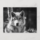 Pesquisar por lobo branco preto cartoes postais Natureza