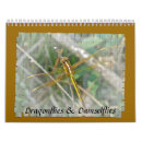 Pesquisar por damselflies Natureza