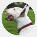 Pesquisar por material de bull terrier Animal de estimação
