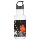 Pesquisar por cardinal garrafa agua Natureza