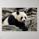 Pesquisar por pandas bonitos pôsteres Fotos da panda