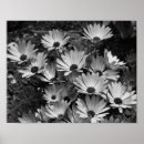 Pesquisar por flores preto e branco da margarida pósteres pôsteres For her