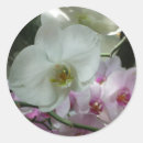 Pesquisar por orquídea branca adesivos Qualquer pessoa