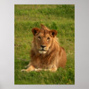 Pesquisar por serengeti pôsteres Leões