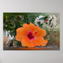Pesquisar por rasgado pôsteres Flor