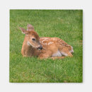 Pesquisar por veado selvagem imas Floresta