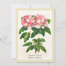 Pesquisar por vintage botanical convites Rosa