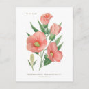 Pesquisar por mallow cartoes postais Botânica