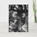 Pesquisar por alga cartoes Foto