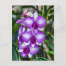 Pesquisar por orquídeas roxas cartoes postais Branco
