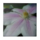 Pesquisar por cor rosa petalas azulejos Pétalas