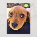 Pesquisar por dachshund marrom cartoes postais Animal