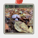 Pesquisar por fungos ornamentos Natureza