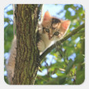 Pesquisar por gato curioso adesivos Felino