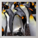 Pesquisar por pinguim de rei pôsteres Animal