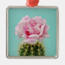 Pesquisar por cactos ornamentos Planta
