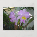 Pesquisar por plantas roxas cartoes postais Roxo