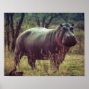 Pesquisar por hippo pôsteres Natureza
