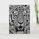 Pesquisar por branco do tigre cartoes Fotografia