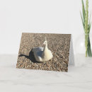 Pesquisar por pavão branco cartoes Pássaro