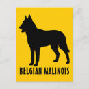 Pesquisar por malinois cartoes postais Animal