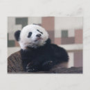 Pesquisar por panda preto e branco cartoes postais Urso